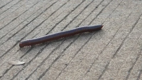 Millipede (Trigoniulus corallinus) walking on a concrete road Stock Footage 311271841