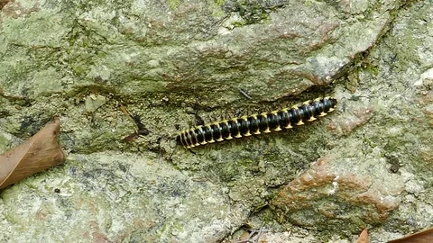 Millipede in tropical rain forest. Video stock 75394630