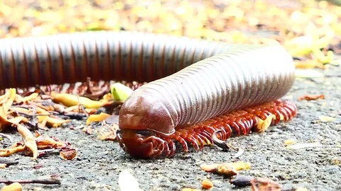 Millipede in tropical rain forest. Stock Footage 76890243