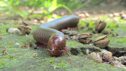 Millipede in tropical rain forest. Stock Footage 76890360