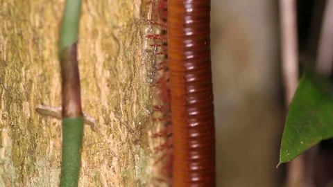 Millipede is the trunk of the tree from the top down Stock Footage 71612249