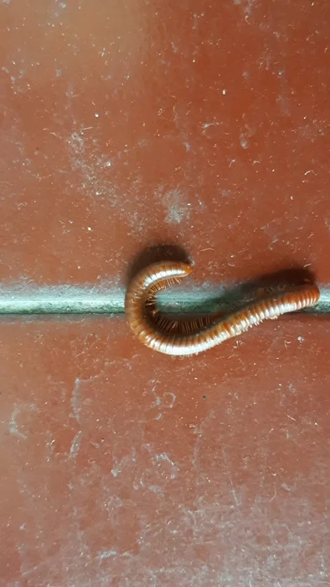 Millipede, Vertical Footage Video stock 237758220