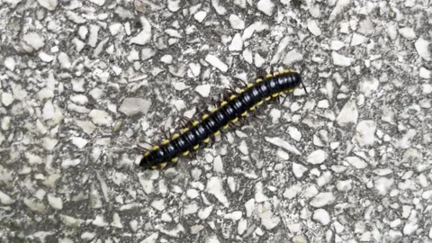 Millipede walk fast Stock Footage 301877443