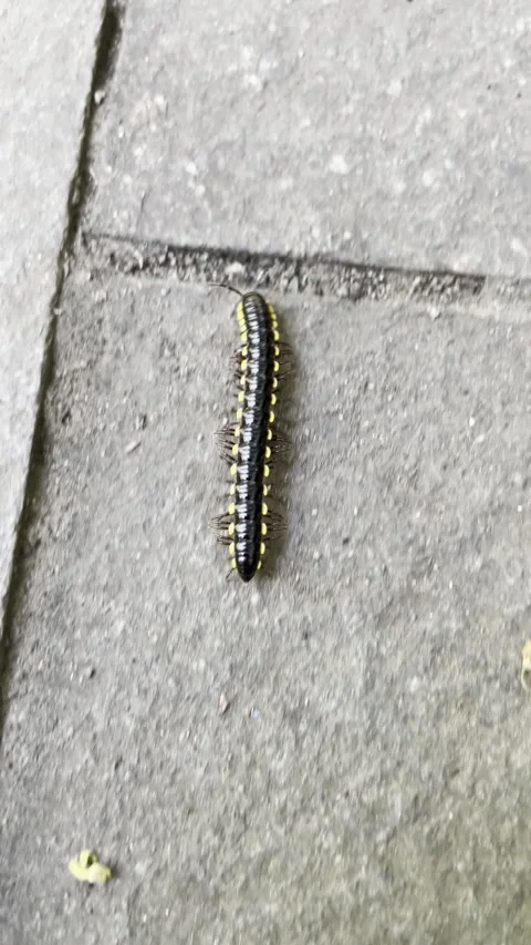 Millipede Walk on the rocks Stock Footage 301877434