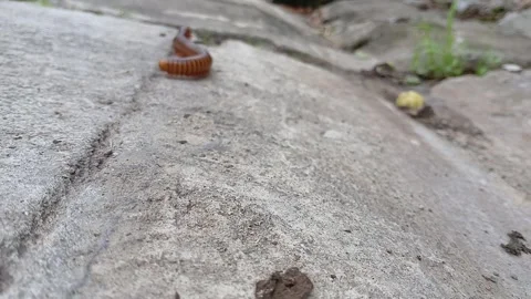 Millipede walkaway motion capture Vídeo Stock 310527239