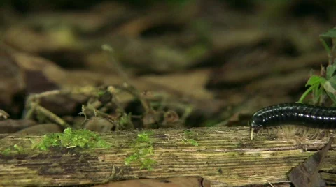 Millipede walking along a stick Stock Footage