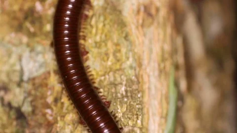 Millipede walking along a tree trunk Stock Footage 71612138