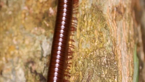 Millipede walking along a tree trunk close-up Stock Footage 71612151