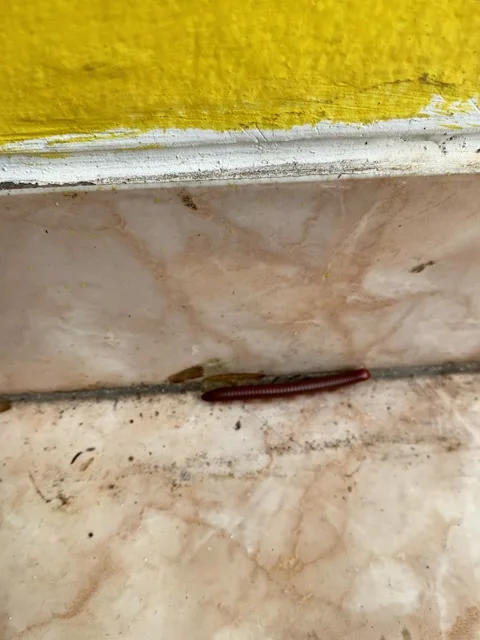 A millipede walking in the corner of a room. Stock Footage 327253644