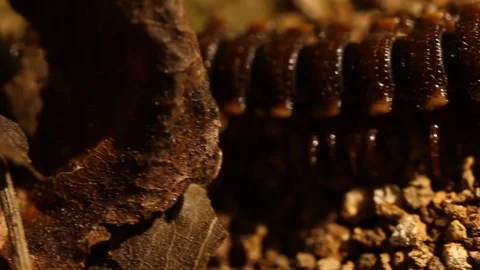 Millipede walking in the dead leaves Video stock 97928617