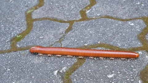 Millipede walking on the floor. 動画素材 86338783