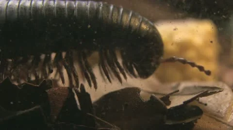 Millipede walking Stock Footage 10866326