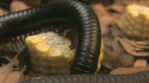 Millipede walking Stock Footage 10866364
