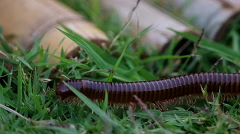 Millipede walking Stock Footage 51114687