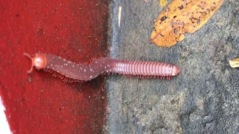 Millipede is walking Stock Footage 89784927