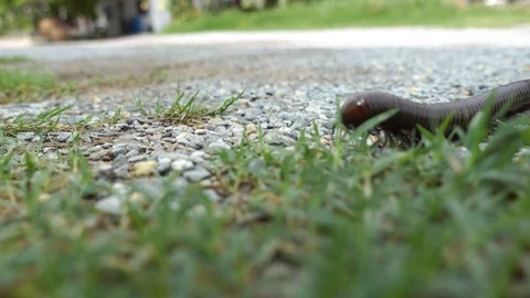 Millipede is walking on green grass. 스톡 동영상 111990618