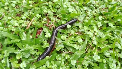 Millipede walking in green grass Stock Footage 273584021