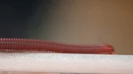 Millipede Walking On The Ground Stock Footage