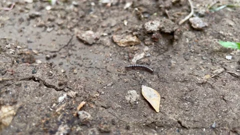 A Millipede walking on ground Stock Footage 197378935
