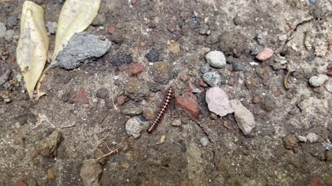 A Millipede walking on ground Stock Footage 197378970