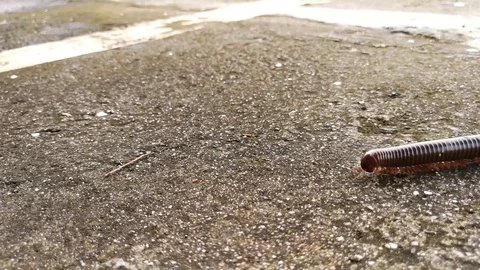 Millipede is walking have many legs Stock Footage 82387438