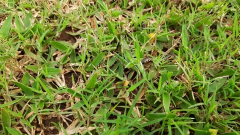 Millipede walking in meadow. Stock Footage 205355032
