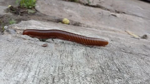 Millipede walking motion capture Stock Footage 310527240