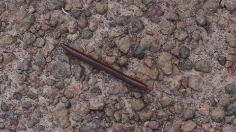 A millipede walking on the road 스톡 동영상 157369351