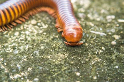 Millipede walking on the road. Stock Photos