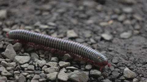Millipede walking on rocky ground Stock Footage 242495678