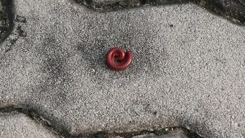 Millipede walking slowly on brick worm flooring Stock Footage 152435799