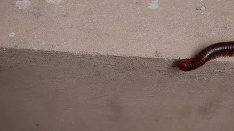 Millipede walking slowly on the edge of cement wall Stock Footage 154187995