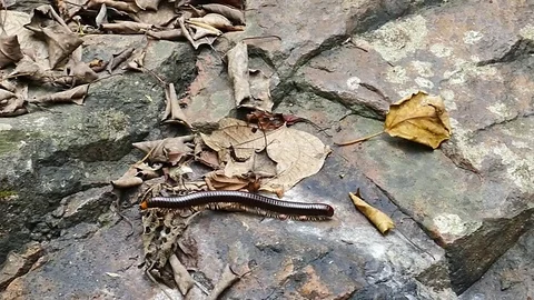 Millipede walking on stone. Video stock 72376209