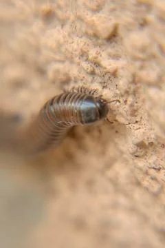 Millipede on the wall close-up Stock Photos