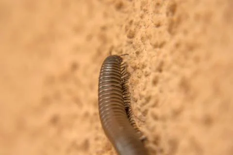 Millipede on the wall close-up Stock Photos