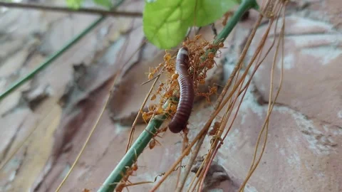 The millipede was attacked by red ants Stockbeeldmateriaal 266428151