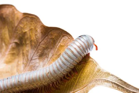 Millipede on white background Stock Photos