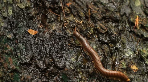 Millipede is working on bark. Stock Footage 41476217