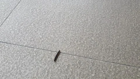 A millipede worm is crawling on the floor Stock Footage 279256400