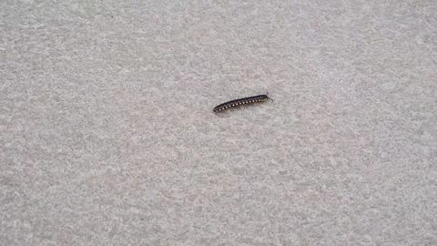 A millipede worm is crawling on the floor Stock Footage 279256409