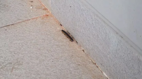 A millipede worm is crawling on the floor Stock Footage 279256415