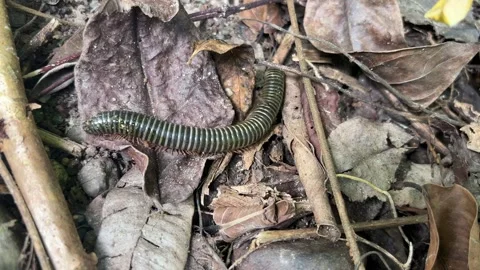 The millipeder caterpillal Stock Footage 276680011