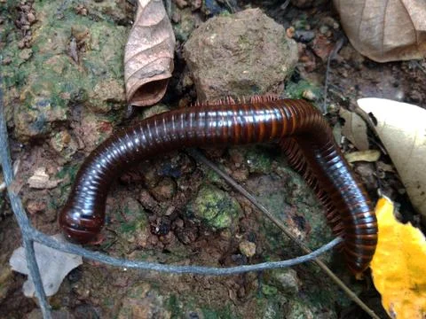 Millipedes 3 Foto stock