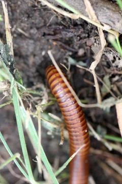 Millipedes are walking. Stock Photos