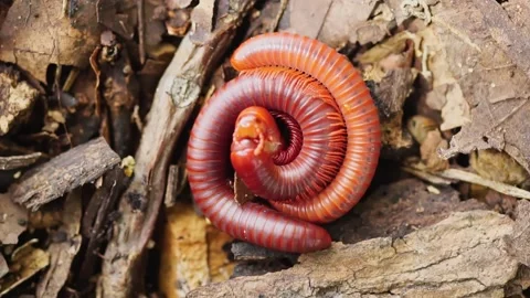 Millipedes breed on the ground in the forest. Stock Footage 169244045
