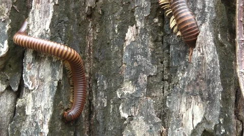 Millipedes, Cambodia Stockbeeldmateriaal 64803032
