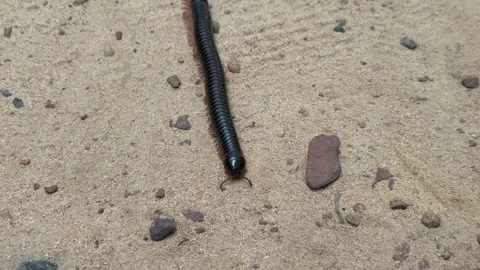 Millipedes Crawling on ground Stock Footage 337090569