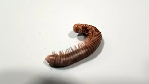 Millipedes on the floor Stock Photos