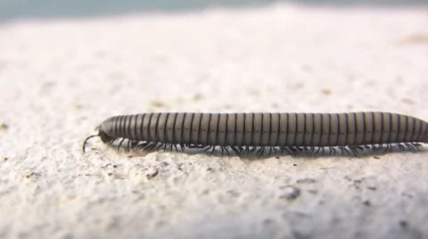 Millipedes 库存影片 5089504