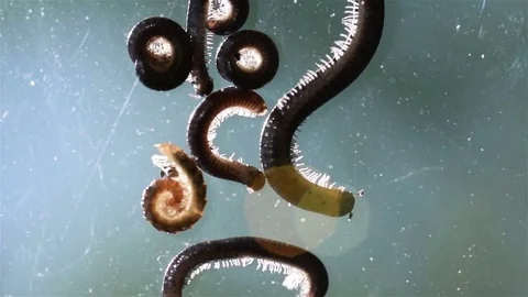 Millipedes Stock Footage 76168520